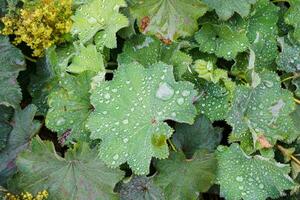 avvicinamento di mantello fiori nel acqua gocce dopo pioggia. mantello da donna - perenne giardino ornamentale pianta. selettivo messa a fuoco. foto