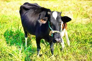 un' vicino su di un' salutare bellissimo nero mucca assistenza infermieristica sua vitello. carino mucca bambino è suzione latte a partire dal il madre. vitello potabile latte mucca mamma sfondo Immagine. foto