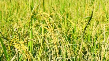 il verde e giallo orecchie di riso cereali prima raccogliere riso i campi nel bangladesh. foto