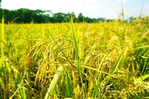 il verde e giallo orecchie di riso cereali prima raccogliere riso i campi nel bangladesh. foto