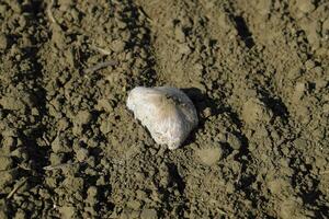 campo champignon. commestibile fungo. il crescita di funghi nel il campo foto