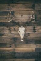 trofeo whitetail cervo europeo montare cranio foto
