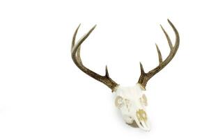 whitetail cervo secchio corna e cranio foto