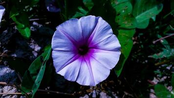 rosa colore mattina gloria fiore su il campo foto