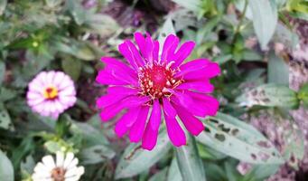 zinnia elegans fiore-rosa colore foto