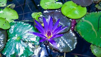 blu colore in crescita acqua giglio con le foglie di gigli foto