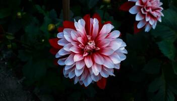 bianca e rosa colore dalia fiore foto