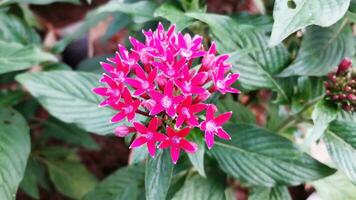 bellissimo rosso ixora fiore nel il giardino foto