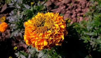 bellissimo calendula fiore foto