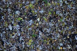 il le foglie siamo giallo su il terra. autunno foglia autunno foto