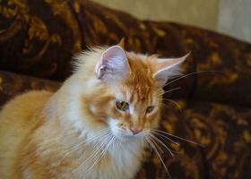 gigante Maine coon gatto. mainecoon gatto, allevamento di di razza gatti a casa foto