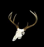 whitetail cervo secchio corna e cranio foto