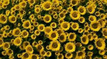 ai generato sfondo di girasoli, girasole campo sfondo, girasole campo nel estate, girasole sfondo foto