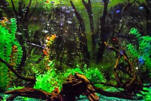 parete montato acquario con tropicale pesce foto