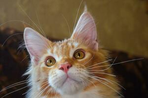 gigante Maine coon gatto. mainecoon gatto, allevamento di di razza gatti a casa foto