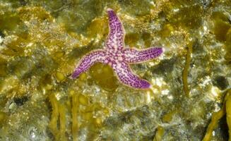 mare stelle. mare molluschi nel natura. foto