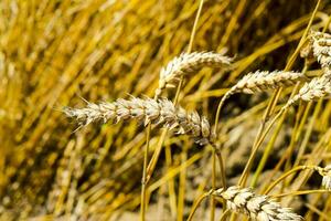 campo di grano foto