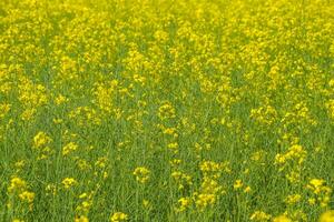 colza campo. sfondo di stupro fiori. fioritura stupro su il campo. foto