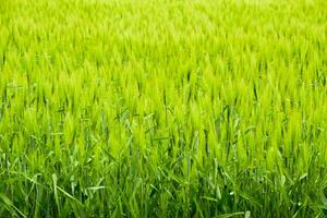 campo di verde immaturo orzo. spighette di orzo. il campo è orzo, rurale paesaggio. foto