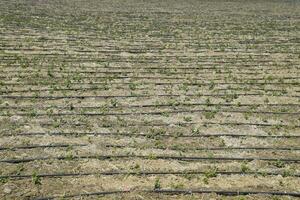 gocciolare irrigazione su campo, nero tubi gocciolare irrigazione. foto