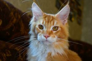 gigante Maine coon gatto. mainecoon gatto, allevamento di di razza gatti a casa foto