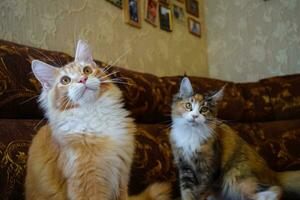 gigante Maine coon gatto. mainecoon gatto, allevamento di di razza gatti a casa foto