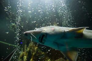 pesce storione nuotate nel il acquario di oceanario. storione pesce foto