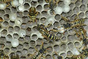 vespiario. vespe polist. il nido di un' famiglia di vespe quale è prese un' avvicinamento. foto