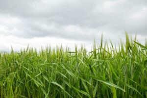 campo di verde immaturo orzo. spighette di orzo. il campo è orzo, rurale paesaggio. foto