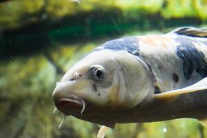 pesce nel il acquario di acquario, foto