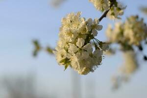 prunus avium fioritura ciliegia. ciliegia fiori su un' albero ramo foto