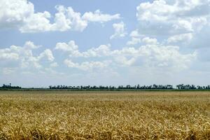 campo di grano foto