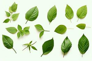 ai generato fresco erba collezione basilico le foglie disposte su un' semplice bianca fondale ai generato foto