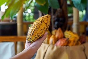 cacao, cacao, cioccolato Noce albero. frutta sagomato piace un' papaia su il tronco o rami. simile a una zucca pelle, di spessore pelle, cacao fagioli siamo elaborato in cioccolato. morbido e selettivo messa a fuoco. foto