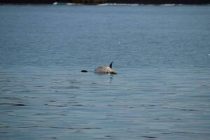 il corpo di un' morto delfino nuotate nel il mare. morto delfino nel il cime baia. foto