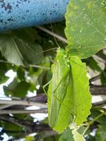 un' verde cavalletta su il vigneto fogliame foto