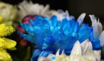 grande gocce di puro acqua su il petali di un' bellissimo giallo fiore estremo avvicinamento azione foto