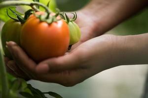 mano femminile che tiene il pomodoro in fattoria biologica foto