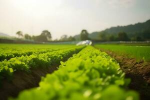 ai generato patate siamo cresciuto nel agricoltura. letti di giovane patate. verdure raccolto. giardino molla, soleggiato tempo atmosferico. natura e cielo. neurale Rete ai generato foto