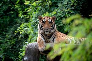 tigre del Bengala che riposa tra il cespuglio verde