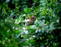 tigre del Bengala che riposa tra il cespuglio verde