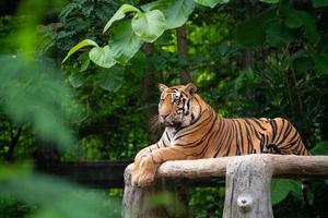 tigre del Bengala sdraiata