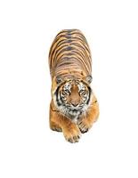 tigre del Bengala isolata foto