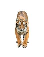 tigre del Bengala isolata foto