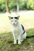 arlecchino nero bianca gatto mucca senza casa strada vagante gatto su il erba pavimento terra foto