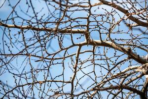 albero ramo senza le foglie contro il blu cielo foto