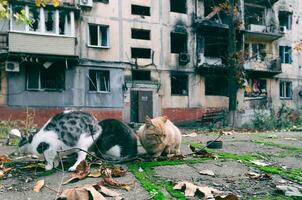 tre Affamato senza casa gatti nel il cortile di un' bruciata edificio nel mariupol foto