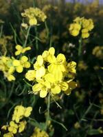 guardare a il campo, esso è come Se un' giallo tappeto ha stato diffusione attraverso il orizzonte. nel il terra di il giallo re di mostarda fiori, il raccogliere campo è ronzio con il ronzio di api raccolta ho foto