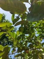 suo scientifico nome è psidiun guajava. Là siamo di 100 specie di guaiava. Questo nativo frutta, pieno di straordinario nutritivo qualità, è spesso cresciuto nel nostro nazione. vario malattie piace diarr foto