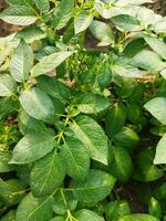 patate siamo adesso essere coltivato attraverso il orizzonte, guardare intorno a, esso sembra piace il rugiada gocce su il accumulato Patata le foglie come il leggero di il verde scoppia. foto